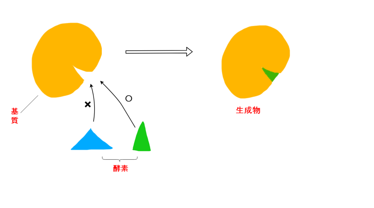 酵素、補酵素とは何か？ どのような性質があるのか？ - 生きるものに魅せられて