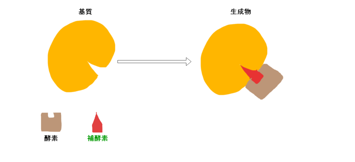 酵素の仕組み