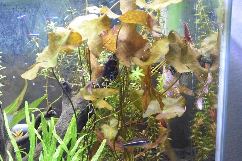 久々の魚たち 19 10 5 60センチ熱帯魚混泳水槽レポート 生きるものに魅せられて 久々の魚たち 19 10 5 60センチ熱帯魚混泳水槽レポート 生きるものに魅せられて