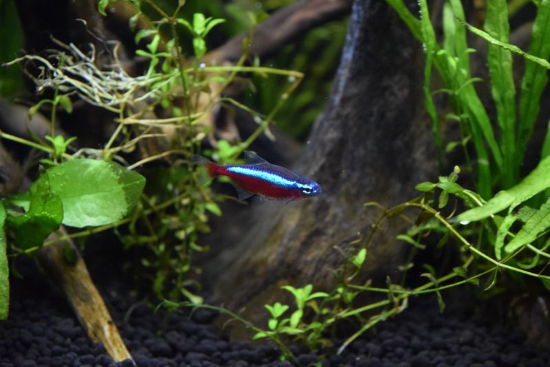 久々の魚たち 19 10 5 60センチ熱帯魚混泳水槽レポート 生きるものに魅せられて 久々の魚たち 19 10 5 60センチ熱帯魚混泳水槽レポート 生きるものに魅せられて