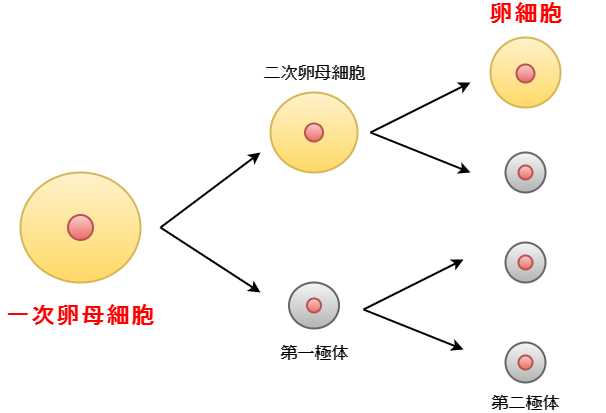 精子と卵はどのようにしてできるのか 両者のでき方の違いとは 生きるものに魅せられて