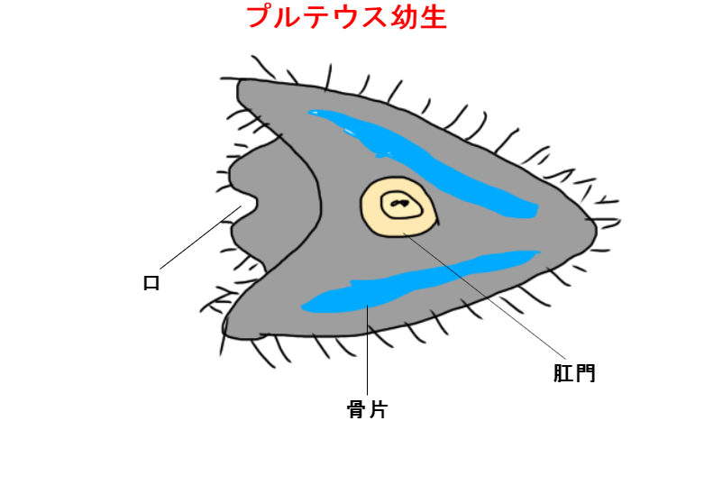 ウニの発生はどのように進むのか? - 生きるものに魅せられて