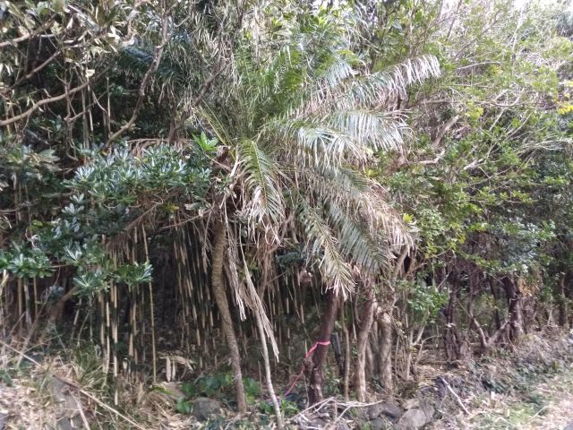 f:id:inatei:20180128200329j:plain
