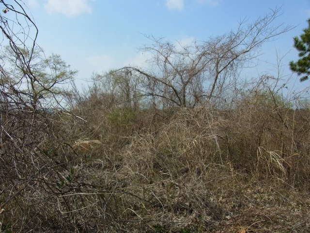 f:id:inclinatus77:20130404013550j:image f:id:inclinatus77:20130404013550j:image