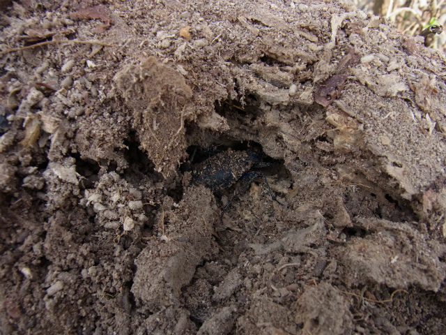 f:id:inclinatus77:20130404013755j:image f:id:inclinatus77:20130404013755j:image