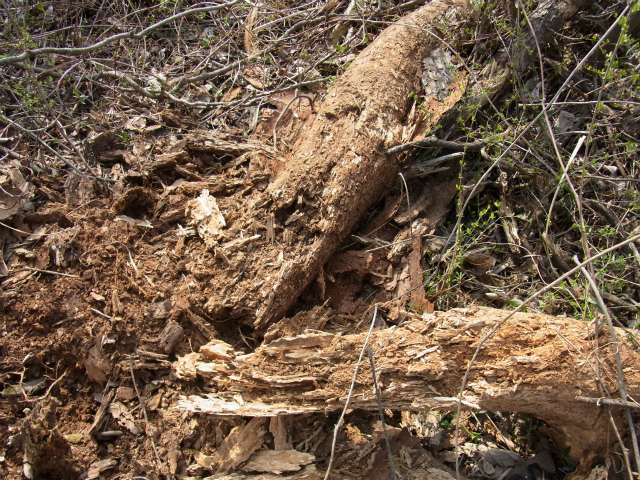 f:id:inclinatus77:20130404013756j:image f:id:inclinatus77:20130404013756j:image