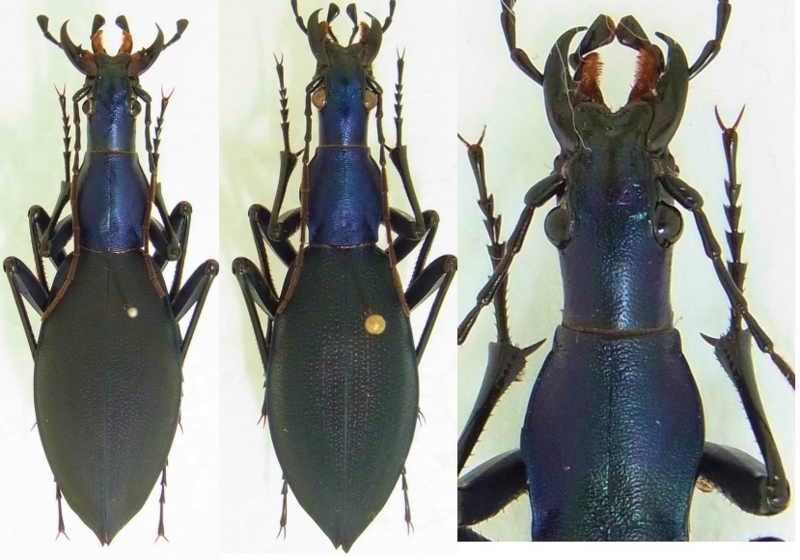 f:id:inclinatus77:20130404013903j:image f:id:inclinatus77:20130404013903j:image