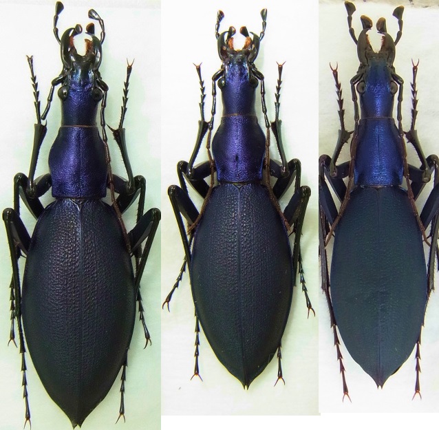 f:id:inclinatus77:20130404013904j:image f:id:inclinatus77:20130404013904j:image