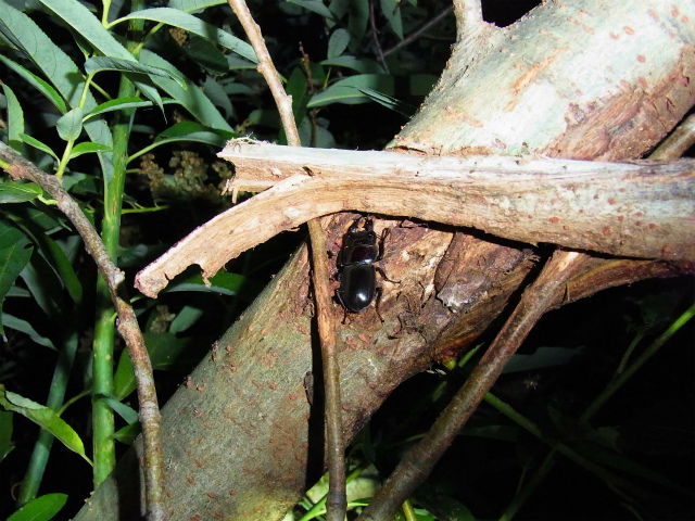 f:id:inclinatus77:20130623000112j:image f:id:inclinatus77:20130623000112j:image