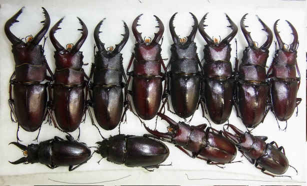 f:id:inclinatus77:20130812005935j:image f:id:inclinatus77:20130812005935j:image