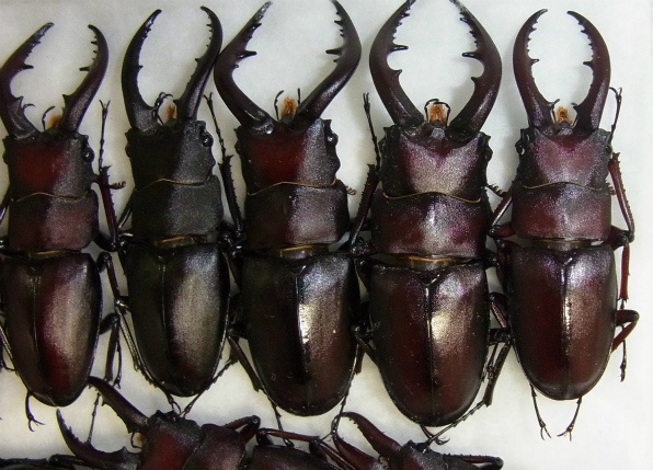 f:id:inclinatus77:20130812010002j:image f:id:inclinatus77:20130812010002j:image