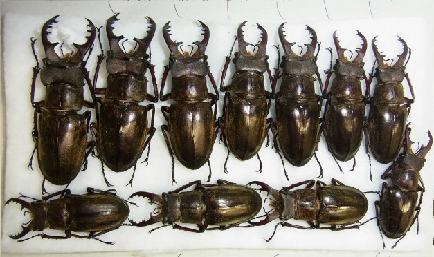 f:id:inclinatus77:20130812010040j:image f:id:inclinatus77:20130812010040j:image