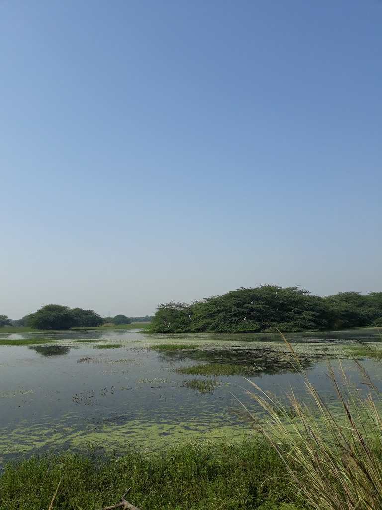 f:id:indiacpa:20181007181518j:plain f:id:indiacpa:20181007181518j:plain