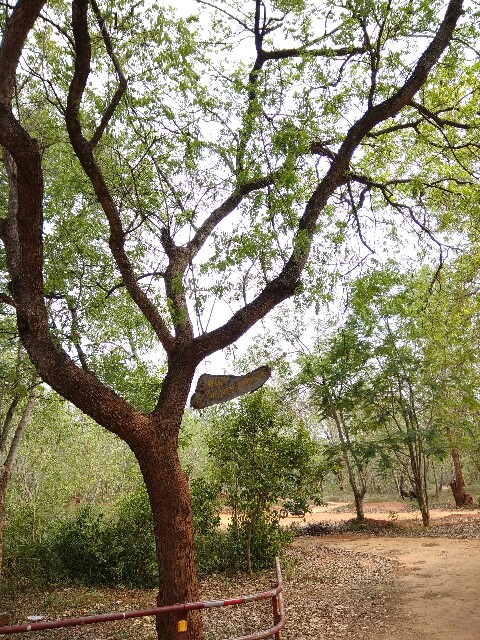 f:id:indiamickey345:20170708191433j:image