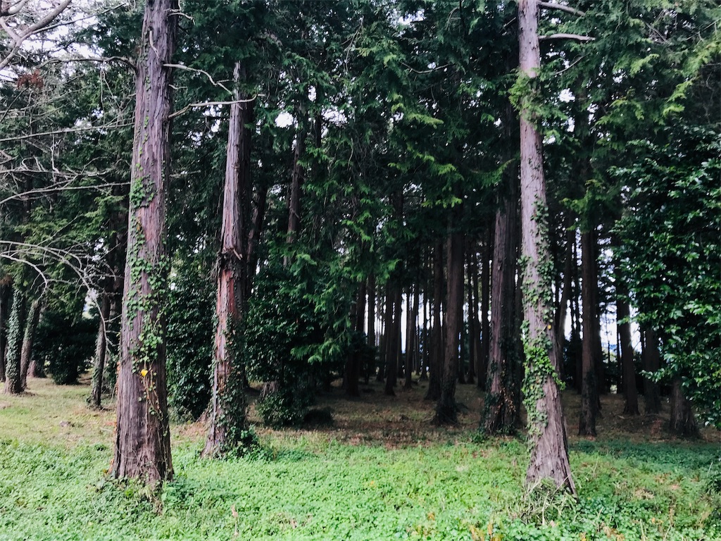 f:id:indigoberrying:20190312111133j:image
