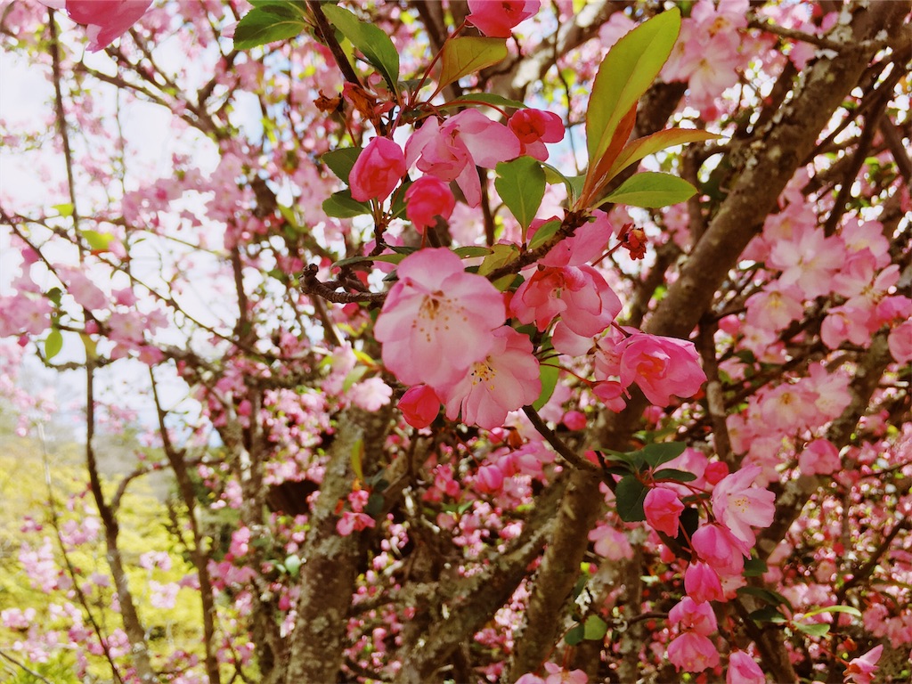 f:id:indigoholizon:20190403023423j:image f:id:indigoholizon:20190403023423j:image