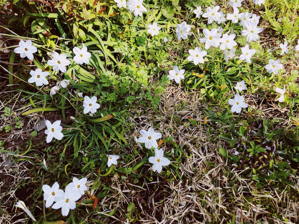 f:id:indigoholizon:20190406073725j:image f:id:indigoholizon:20190406073725j:image