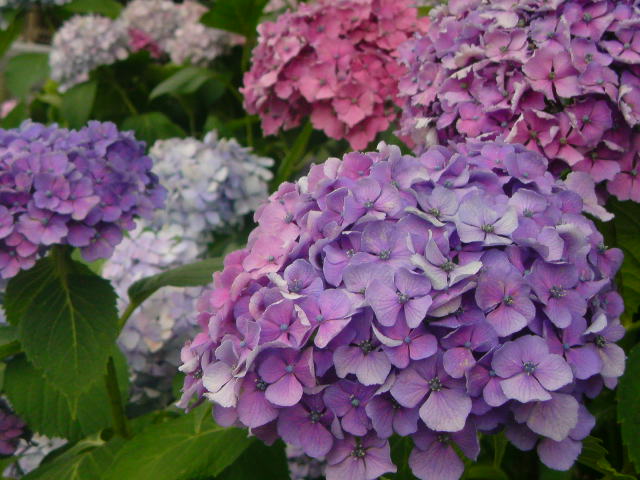 花写真