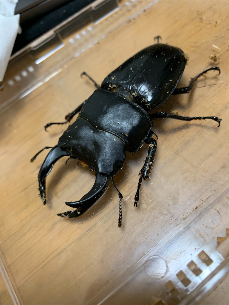 クワガタ飼育録 はじめてのオオクワガタ インディー オオクワガタ買う インディーは考えた