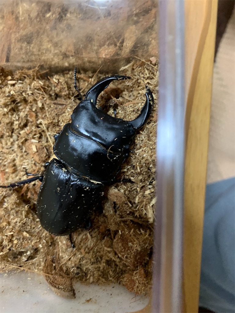 クワガタ飼育録 はじめてのオオクワガタ インディー オオクワガタ買う インディーは考えた