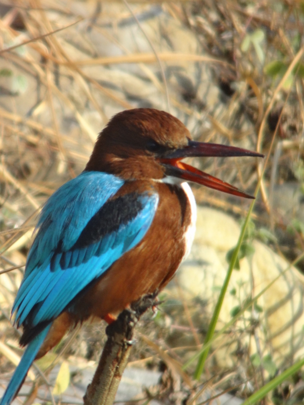 White Throated Kingfisher アオショウビン インドの鳥その11 鳥さん天国 Chronicles Of Bird Paradise White Throated Kingfisher アオショウビン インドの鳥その11 鳥さん天国 Chronicles Of Bird Paradise