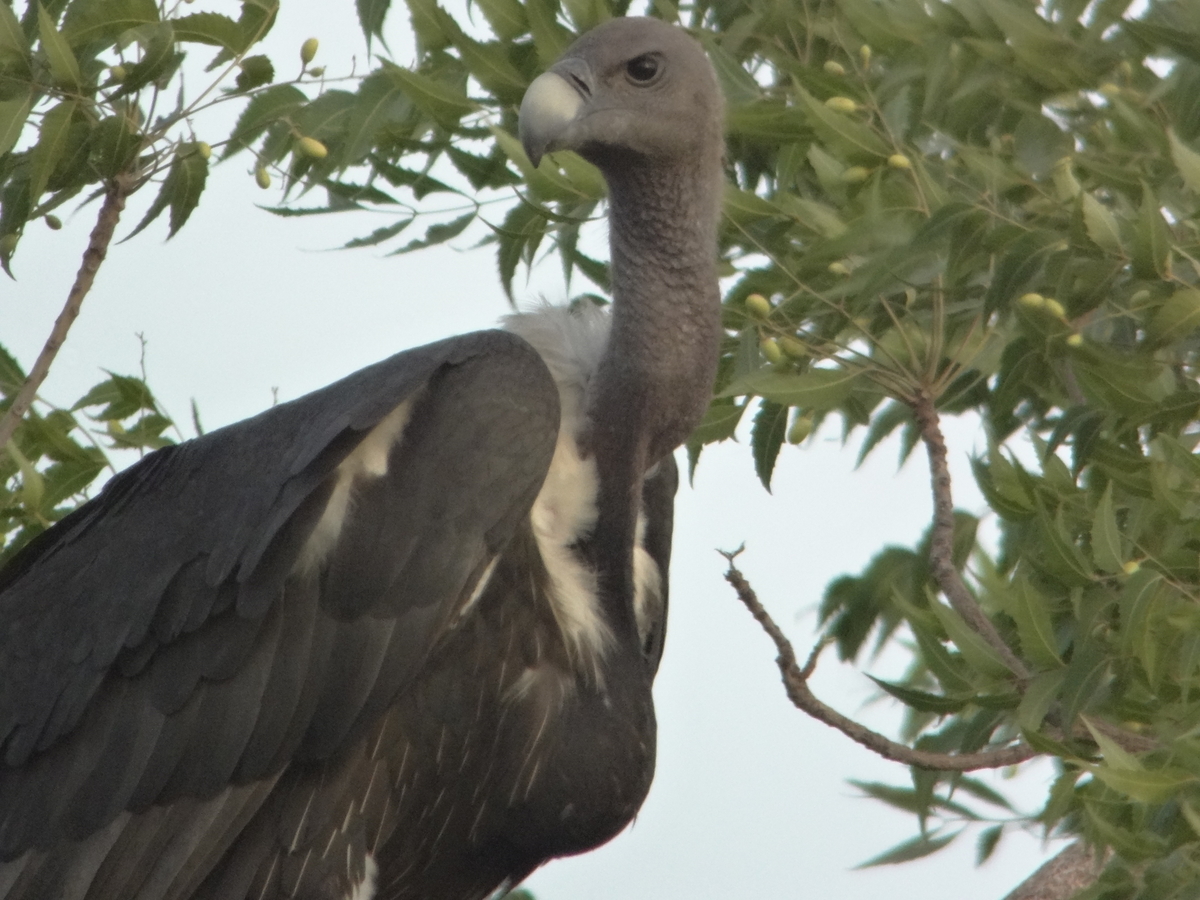 White Rumped Vulture ベンガルハゲワシ インドの鳥その73 鳥さん天国 Chronicles Of Bird Paradise
