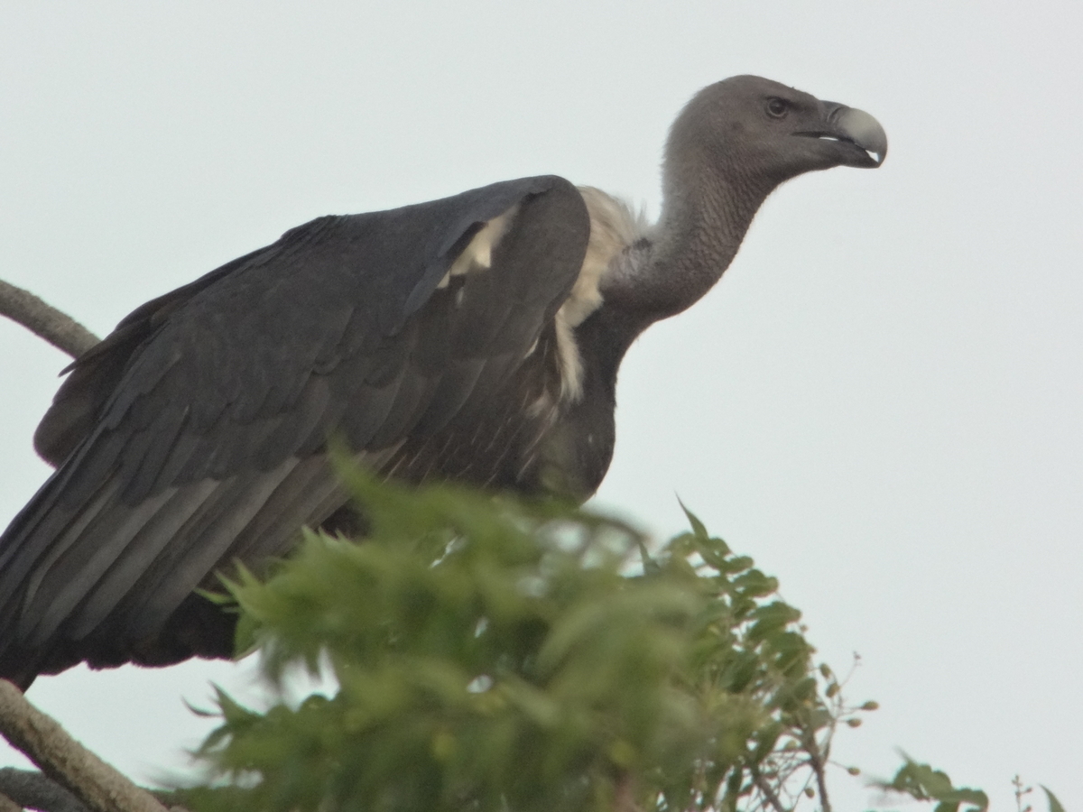 White Rumped Vulture ベンガルハゲワシ インドの鳥その73 鳥さん天国 Chronicles Of Bird Paradise