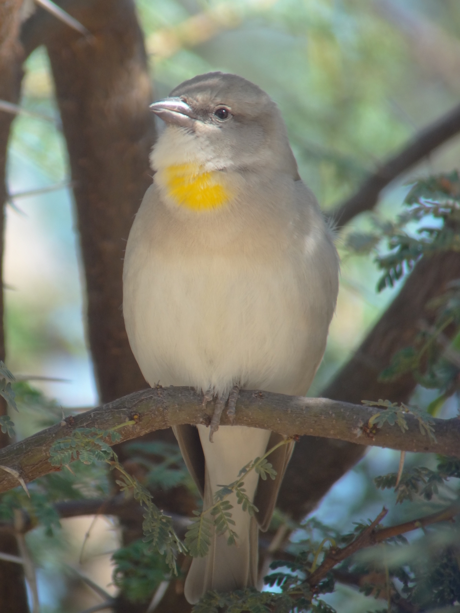Chestnut Shouldered Petronia コイワスズメ インドの鳥その133 鳥さん天国 Chronicles Of Bird Paradise Chestnut Shouldered Petronia コイワスズメ インドの鳥その133 鳥さん天国 Chronicles Of Bird Paradise