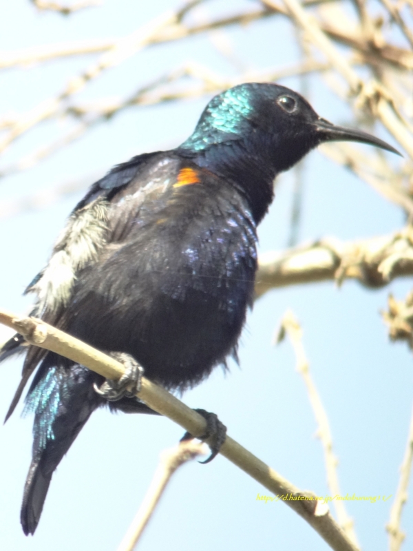 Purple Sunbird ムラサキタイヨウチョウ (インドの鳥その8) - 鳥