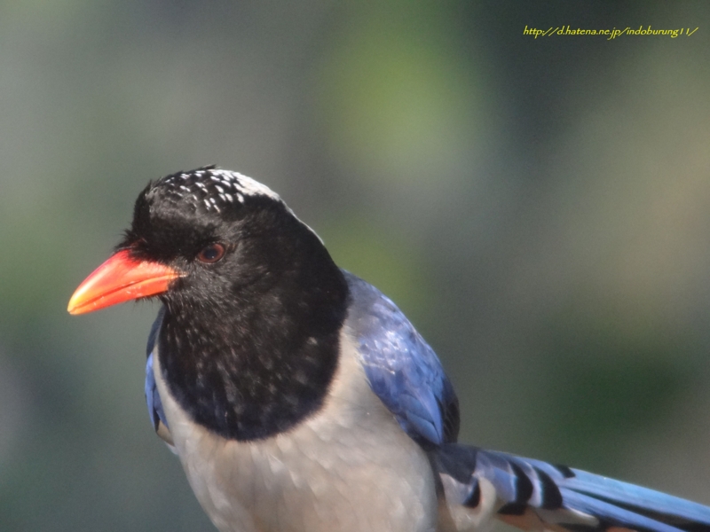 Red-billed Blue Magpie サンジャク (北インドの鳥その2) - 鳥さん天国