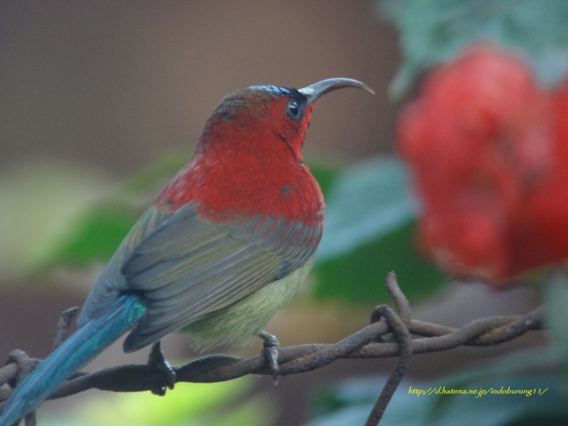 赤い蝶 Crimson Sunbird キゴシタイヨウチョウ (北インドの鳥その6