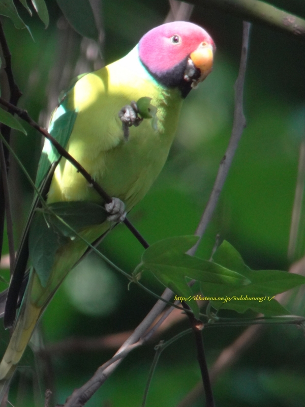 Plum-headed Parakeet コセイインコ(インドの鳥その20) - 鳥さん天国