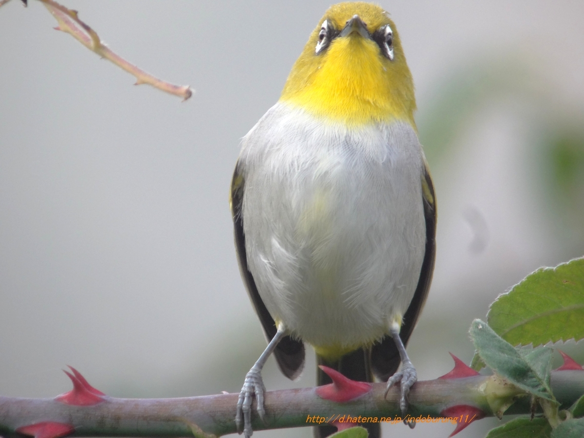 Oriental White-eye ハイバラメジロ (インドの鳥その70) - 鳥さん天国