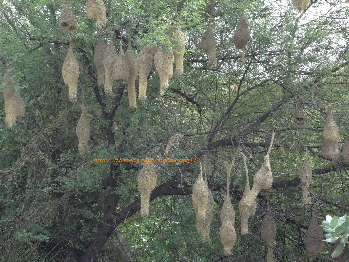 Baya Weaver キムネコウヨウジャク (インドの鳥その114) - 鳥さん天国