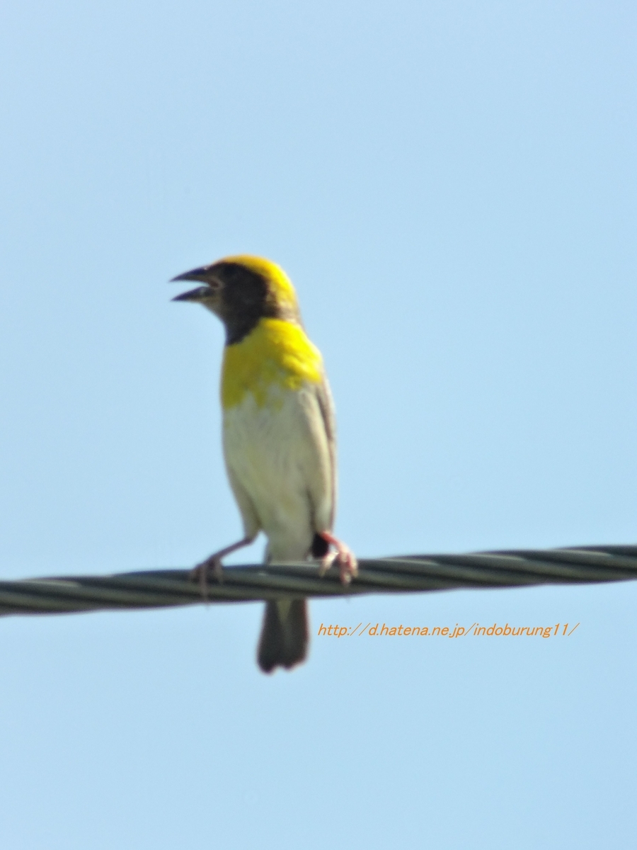 Baya Weaver キムネコウヨウジャク (インドの鳥その114) - 鳥さん天国
