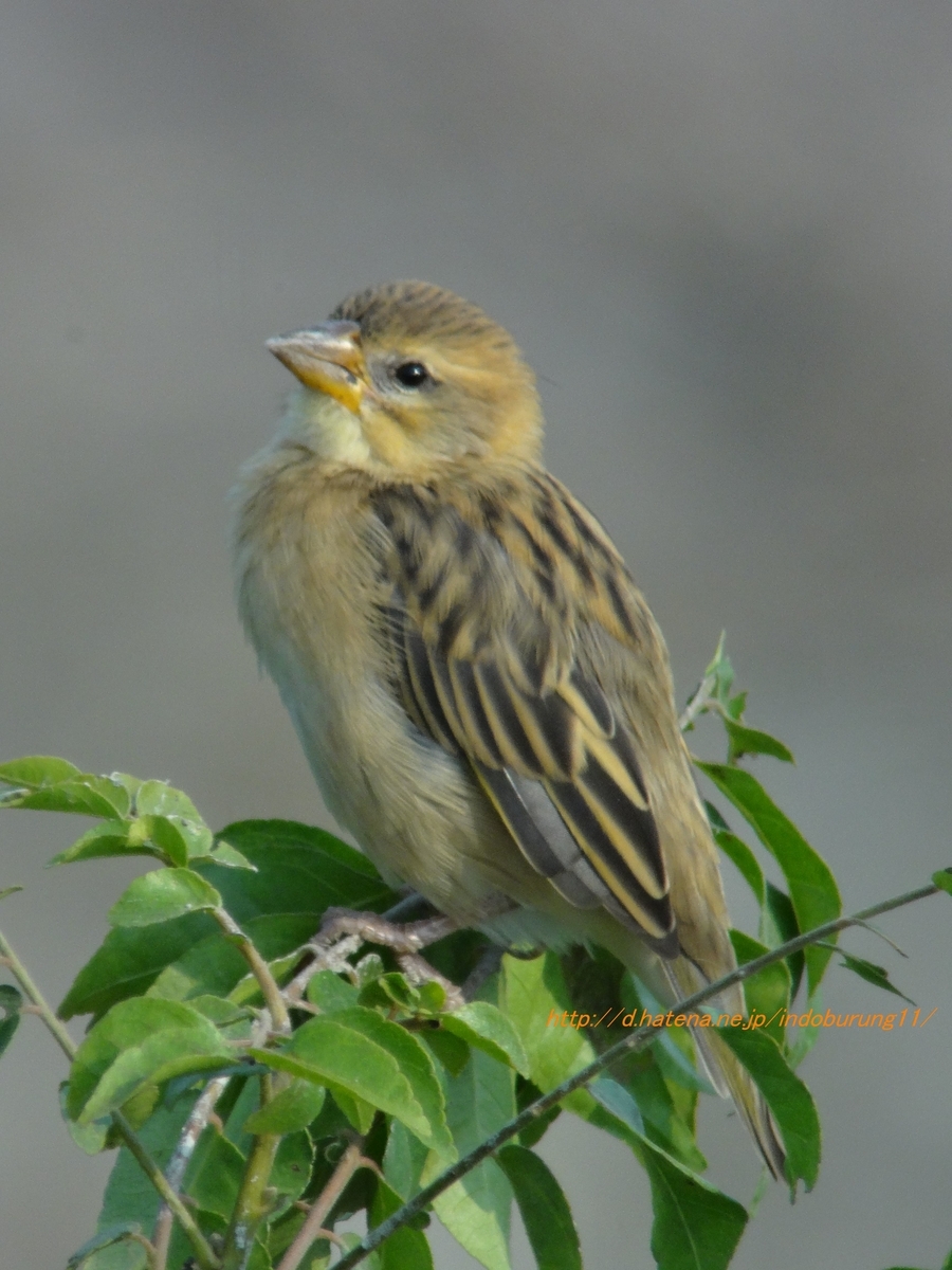 Baya Weaver キムネコウヨウジャク (インドの鳥その114) - 鳥さん天国