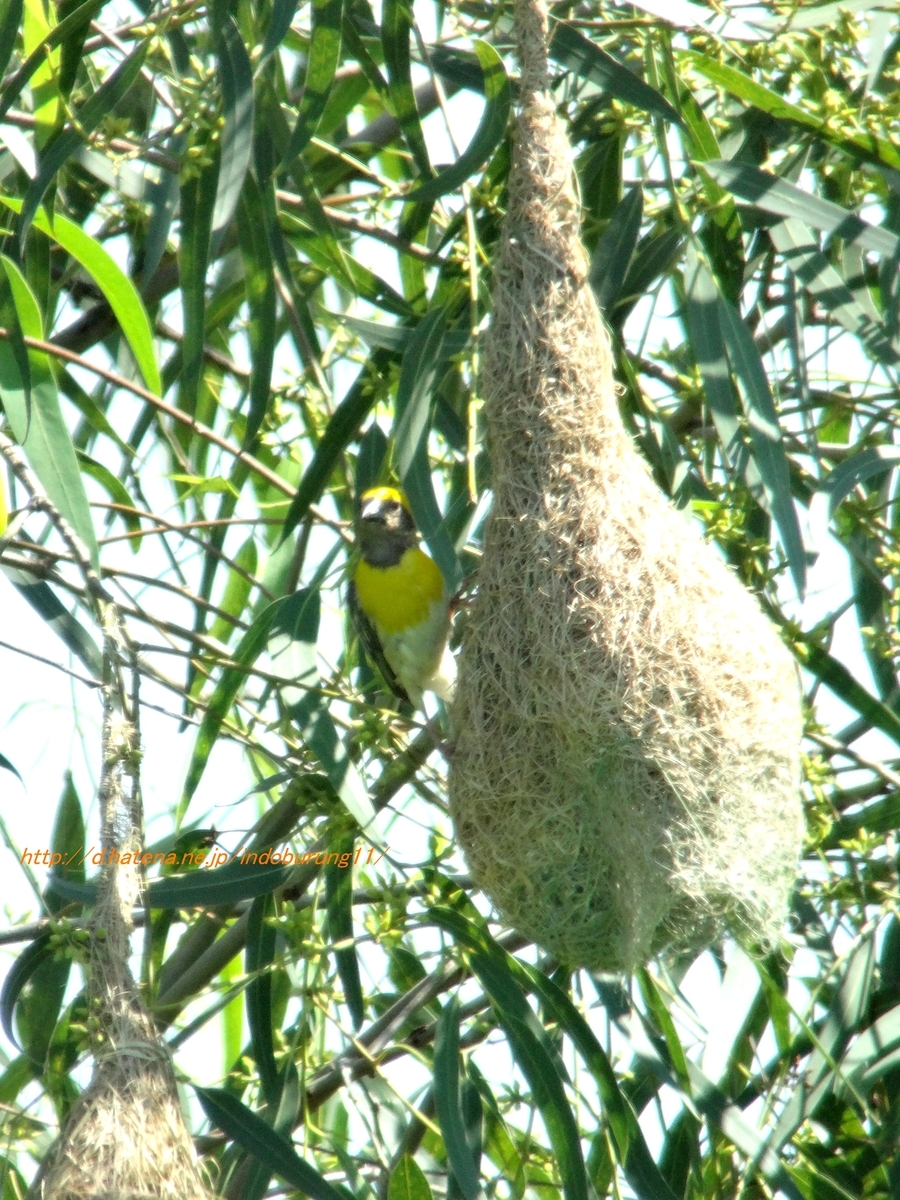 Baya Weaver キムネコウヨウジャク (インドの鳥その114) - 鳥さん天国
