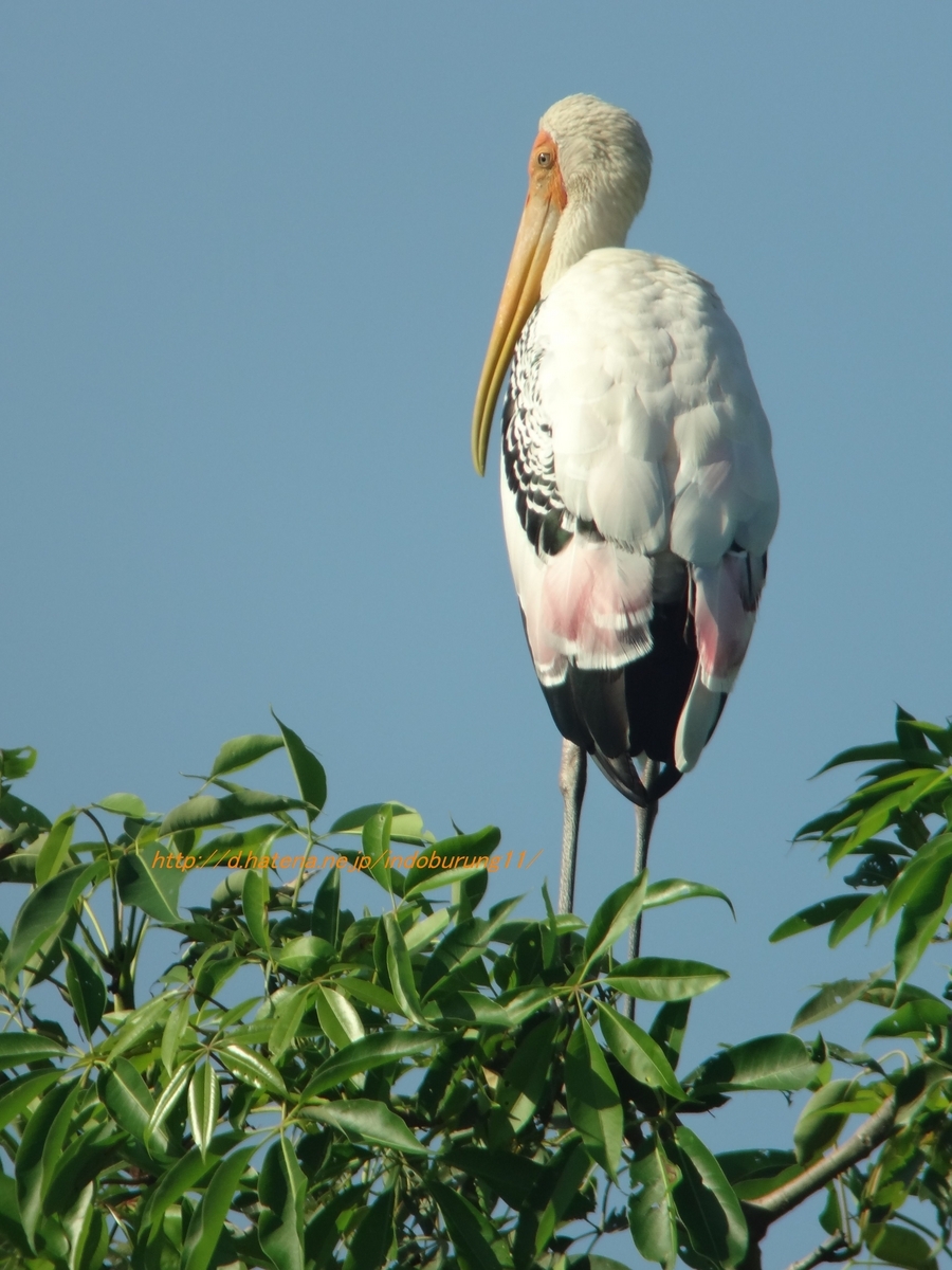 Painted Stork 151 Chronicles Of Bird Paradise painted-stork-151-chronicles-of-bird-paradise