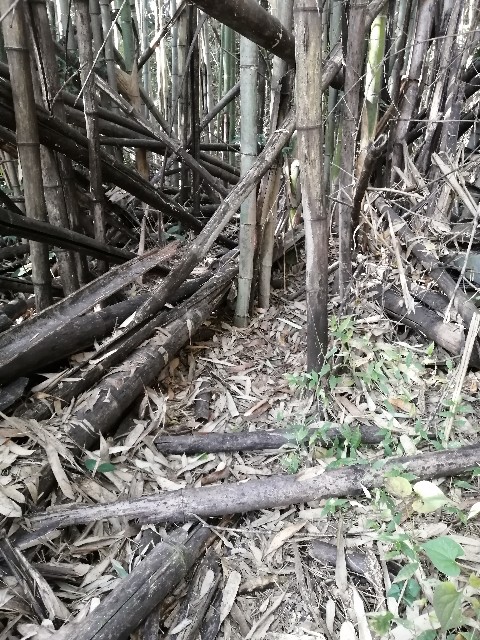 f:id:indoor_hunter:20201226105826j:image f:id:indoor_hunter:20201226105826j:image