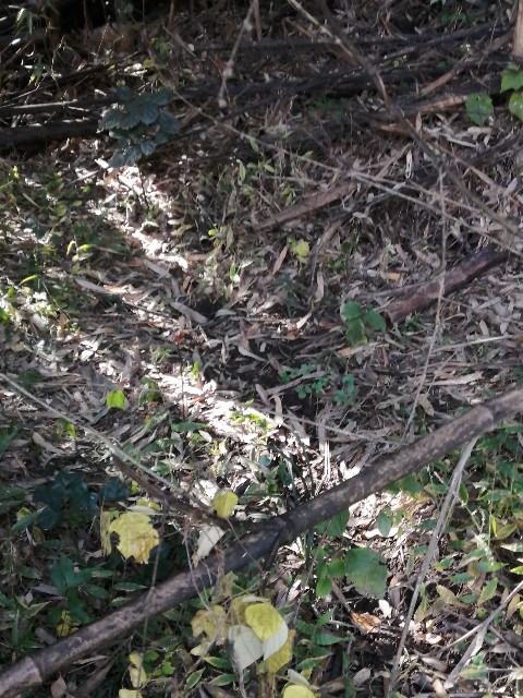 f:id:indoor_hunter:20201226110233j:image f:id:indoor_hunter:20201226110233j:image