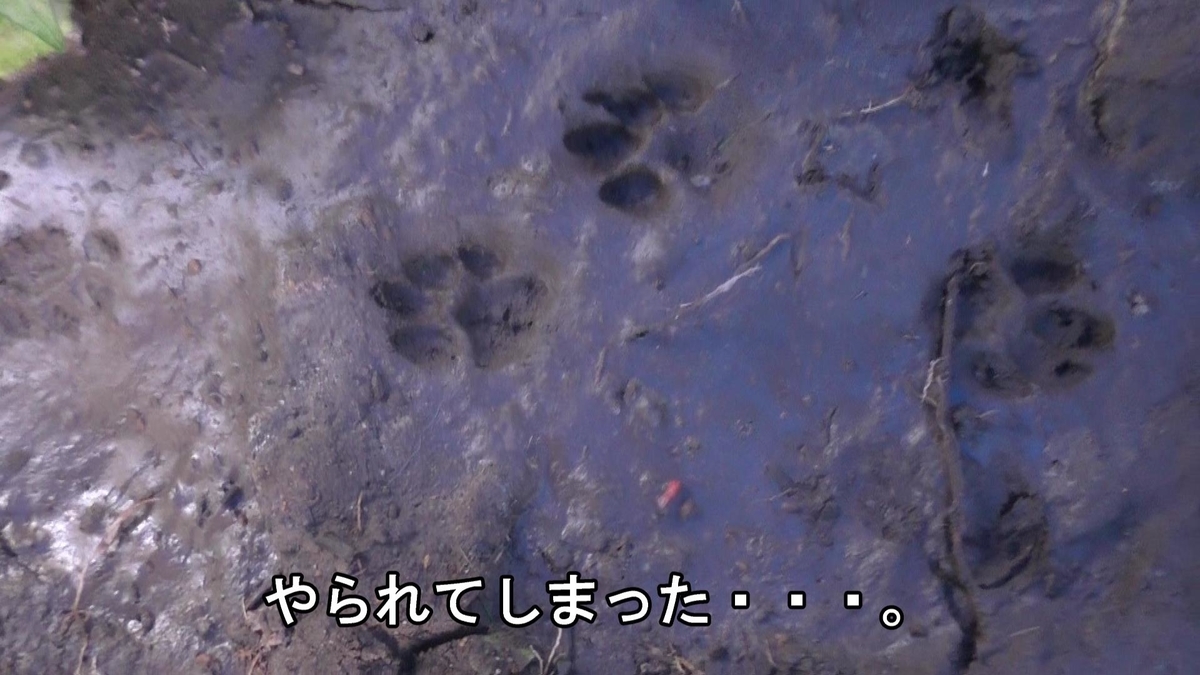 f:id:indoor_hunter:20210201100828j:plain