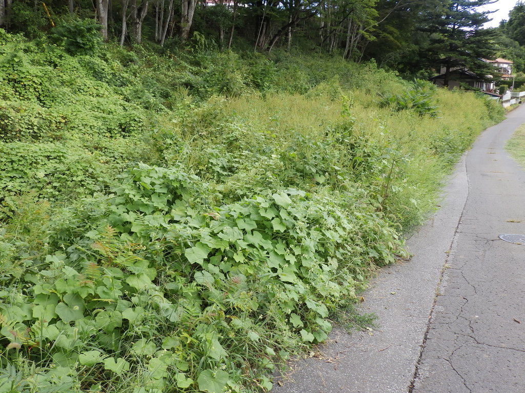 ブタクサの花粉症はやっぱり治っていなかった 花粉症の体験日記