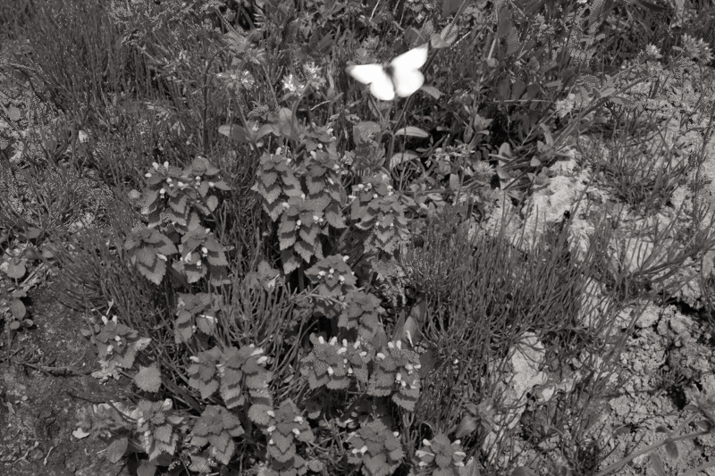 f:id:inf-mark:20100506181124g:image