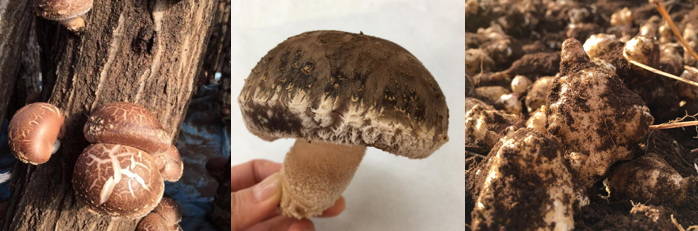 f:id:infablic:20181212202550p:plain f:id:infablic:20181212202550p:plain