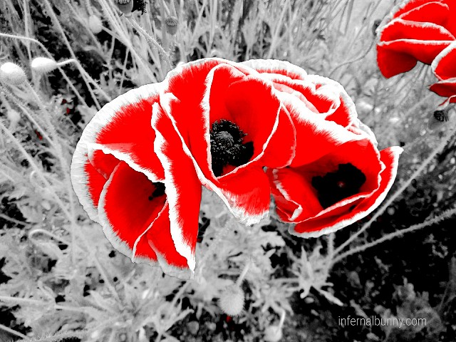 ヒナゲシの花。モノクロ写真で、花弁の部分だけが赤い。
