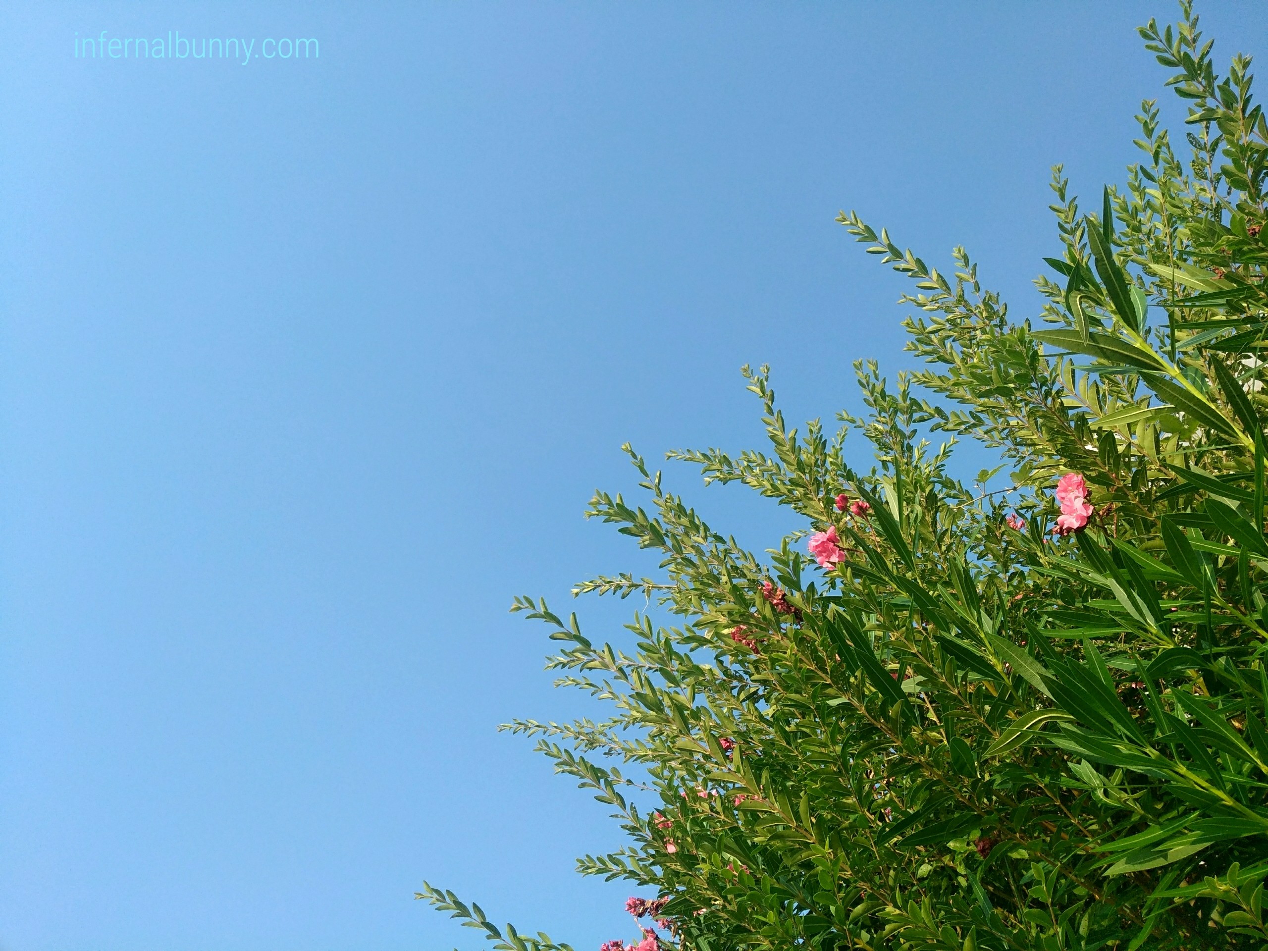 樹木を仰ぐ青空。