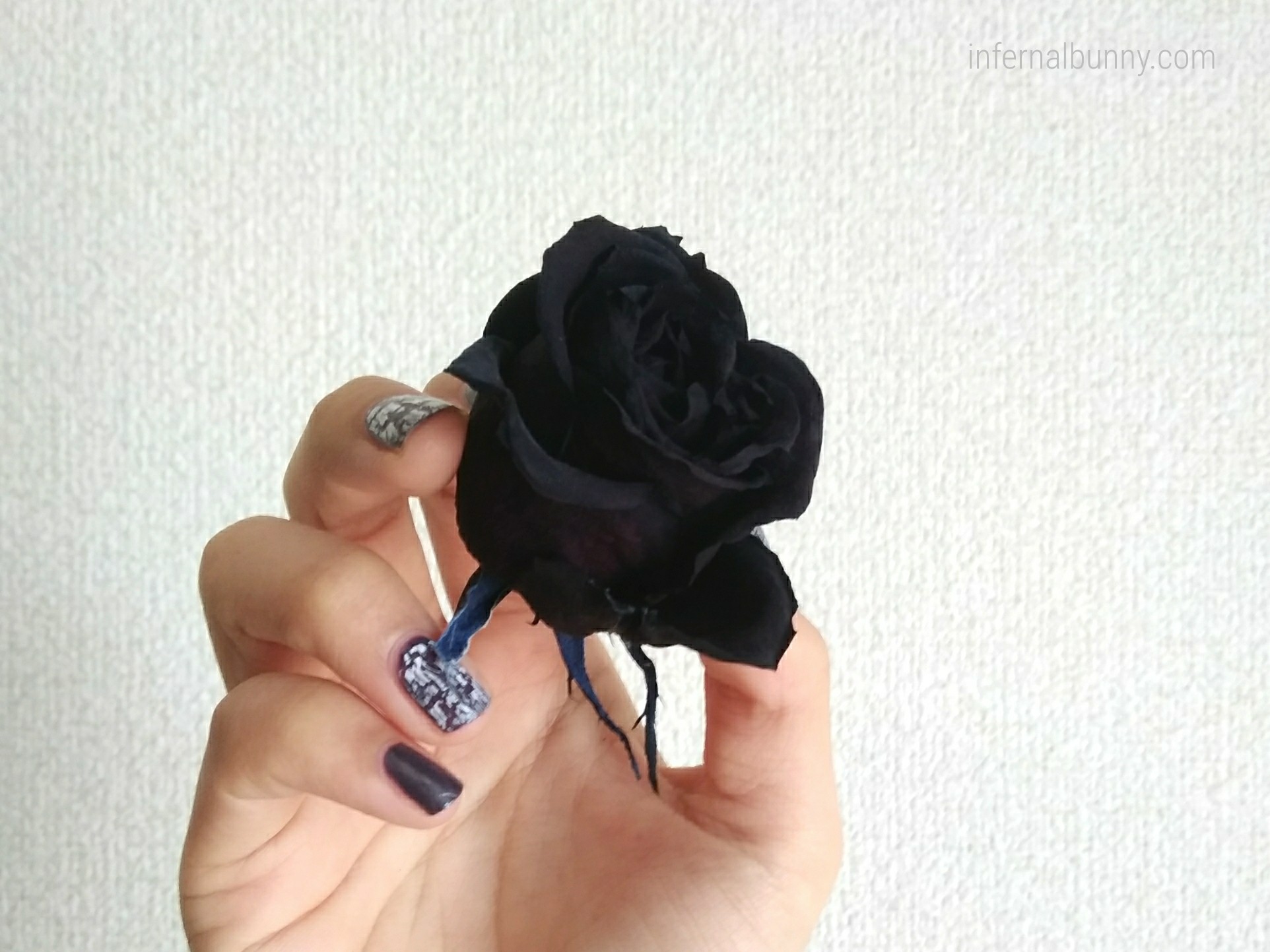 枯れた黒薔薇を手に持っている。