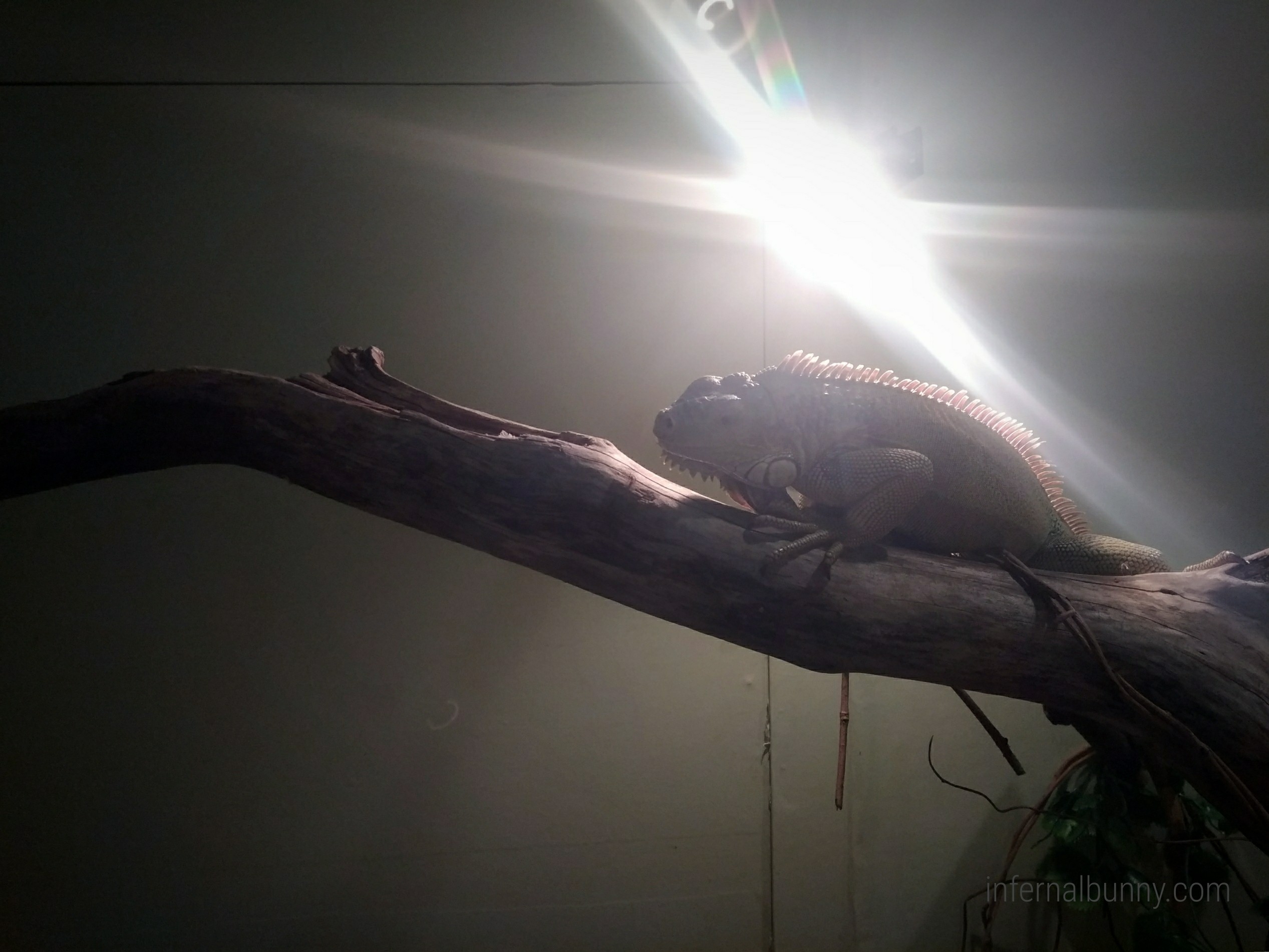 逆光のカメレオン。