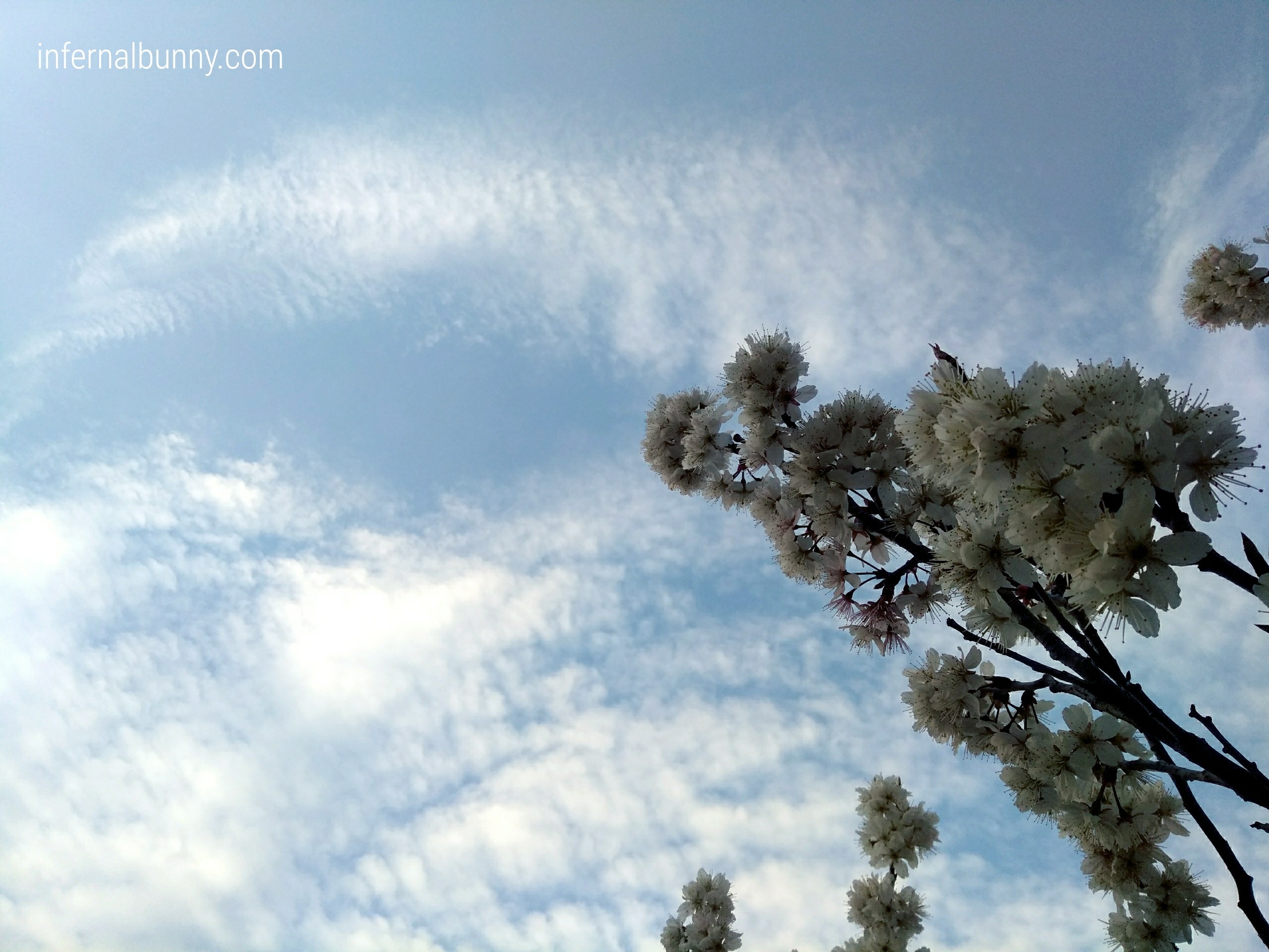 青空と桜。