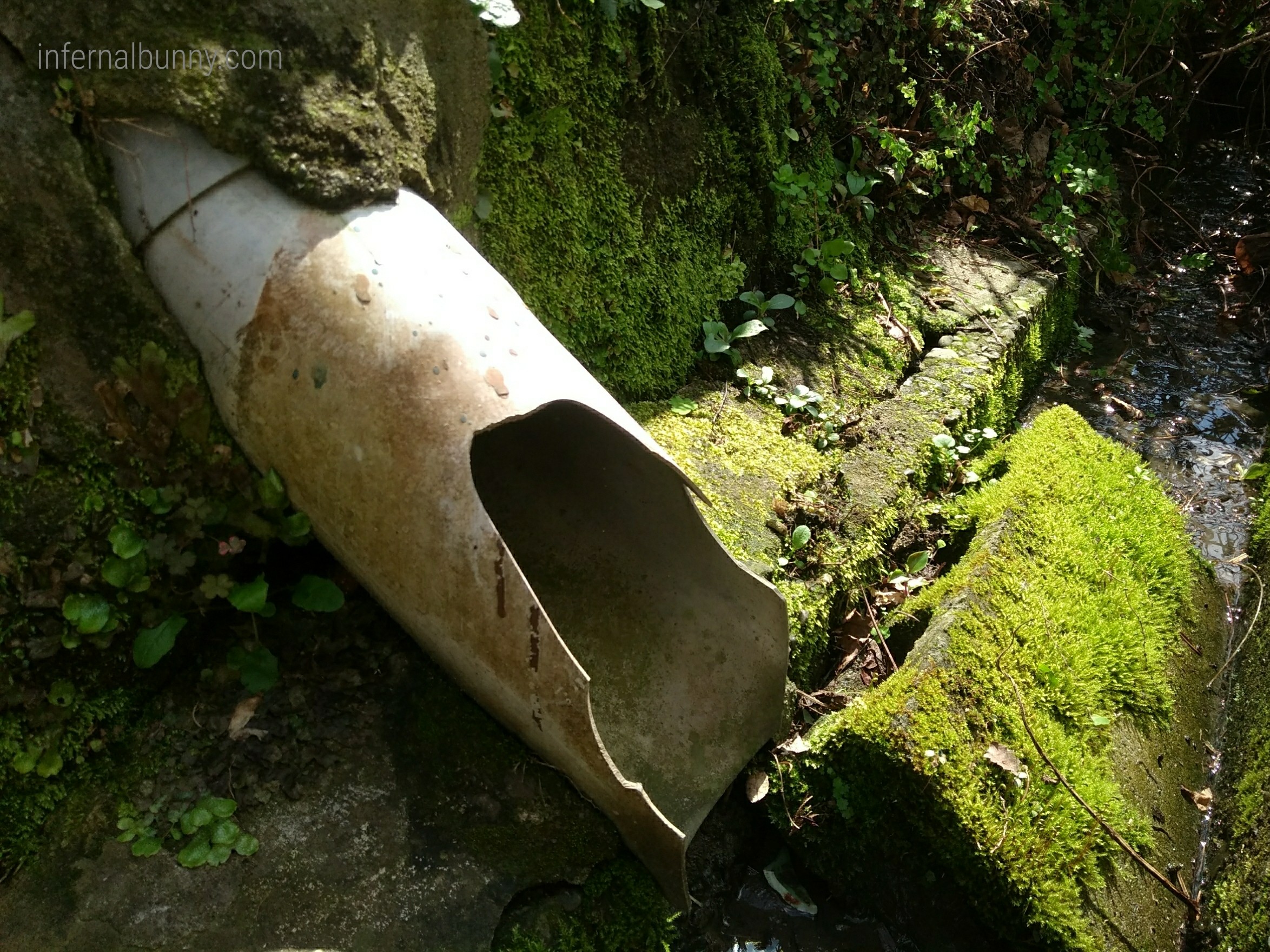 苔むした水路。